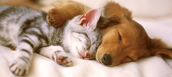 Réunion dédommagée sur les chiens et les chats 
