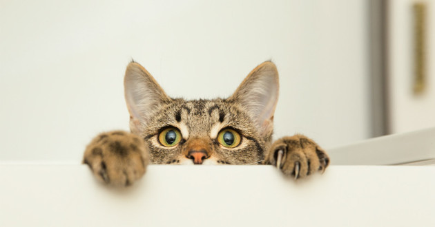 Test conso pour les chat dédommagé