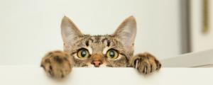 Test conso pour les chat dédommagé