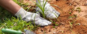 Réunion consommateur dédommagée sur le jardinage 