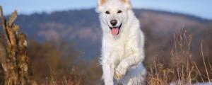 Test croquette chien dédommagé Stephenson Etudes